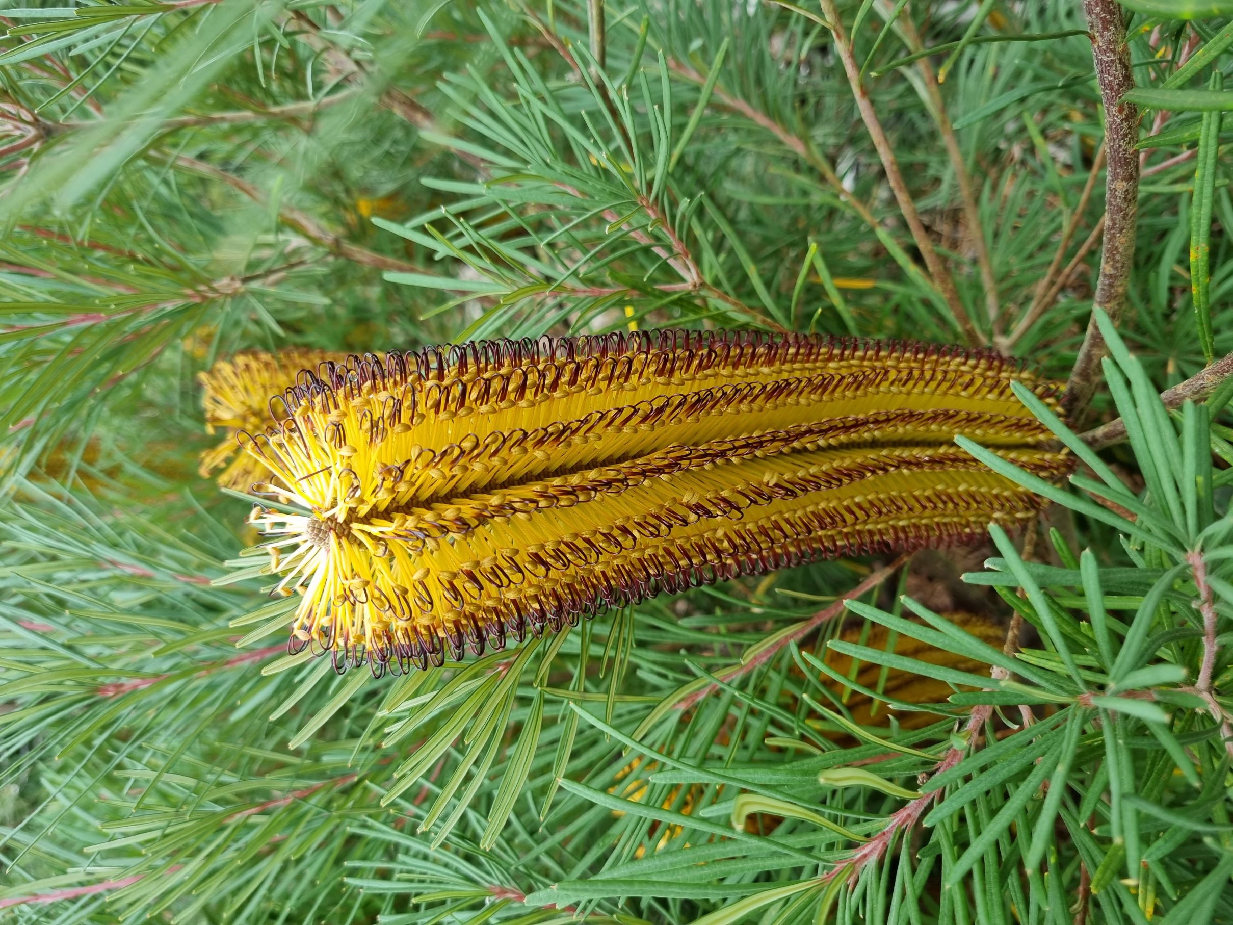 spinulosa var cunninghamii